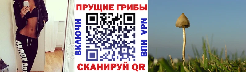 Псилоцибиновые грибы Psilocybine cubensis omg зеркало Лениногорск